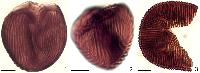 Бесспорное определение спор: первая находка спор Cicatricosisporites venustus в спорангиях схизейных папоротников из нижнего мела западной Португалии