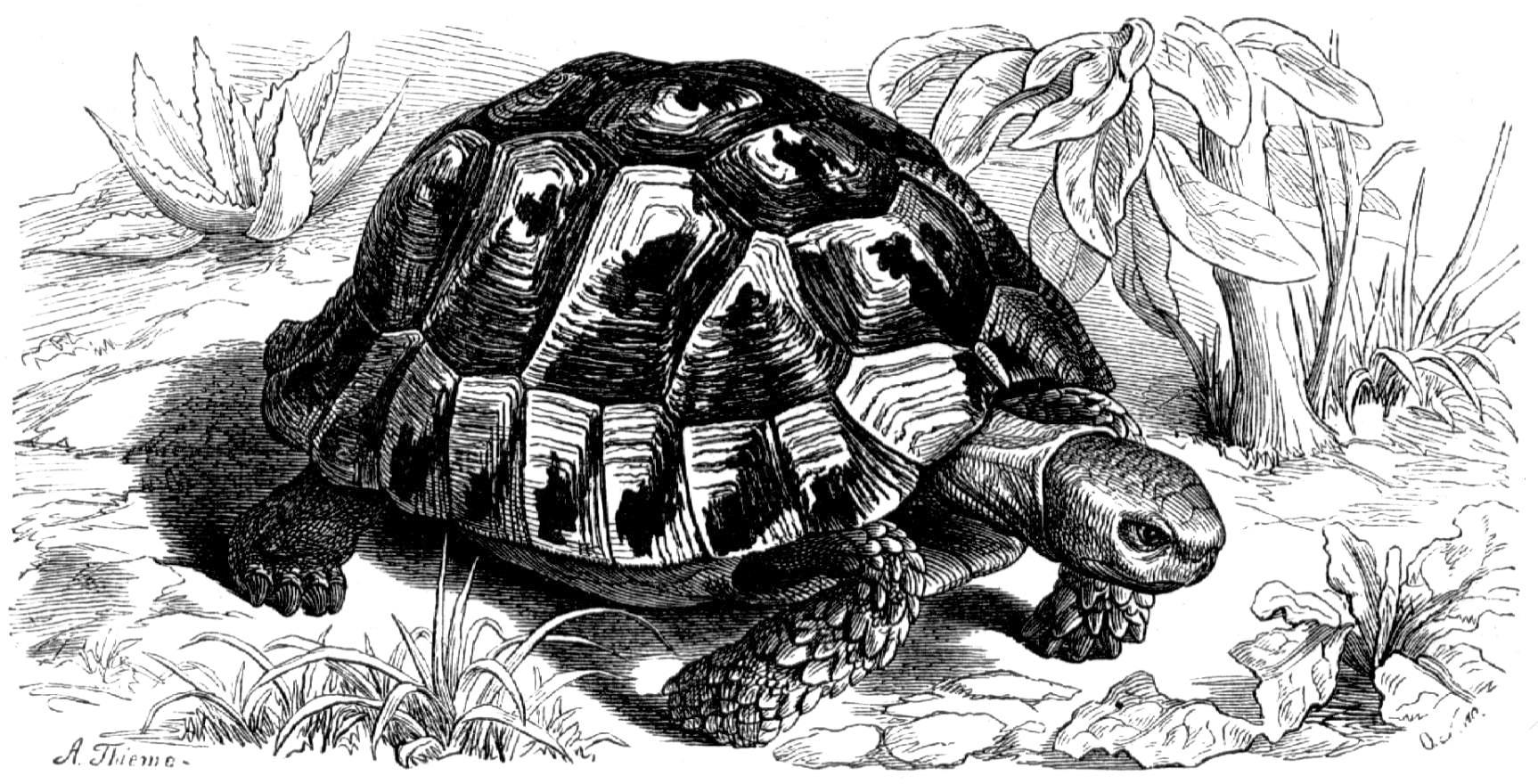 Сухопутные черепахи карандашом