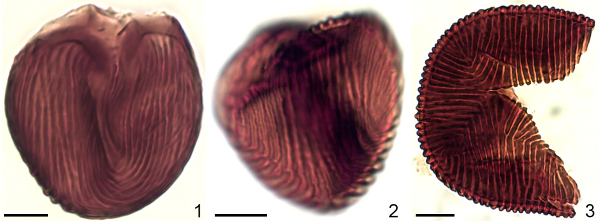 Бесспорное определение спор: первая находка спор Cicatricosisporites venustus в спорангиях схизейных папоротников из нижнего мела западной Португалии