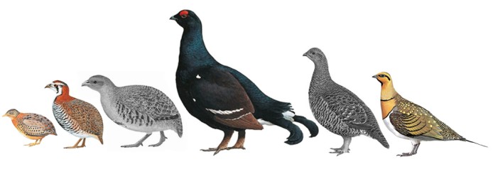 Наземные птицы Крыма в раннем плейстоцене: куропатки, тетерева, рябок и трехперстка