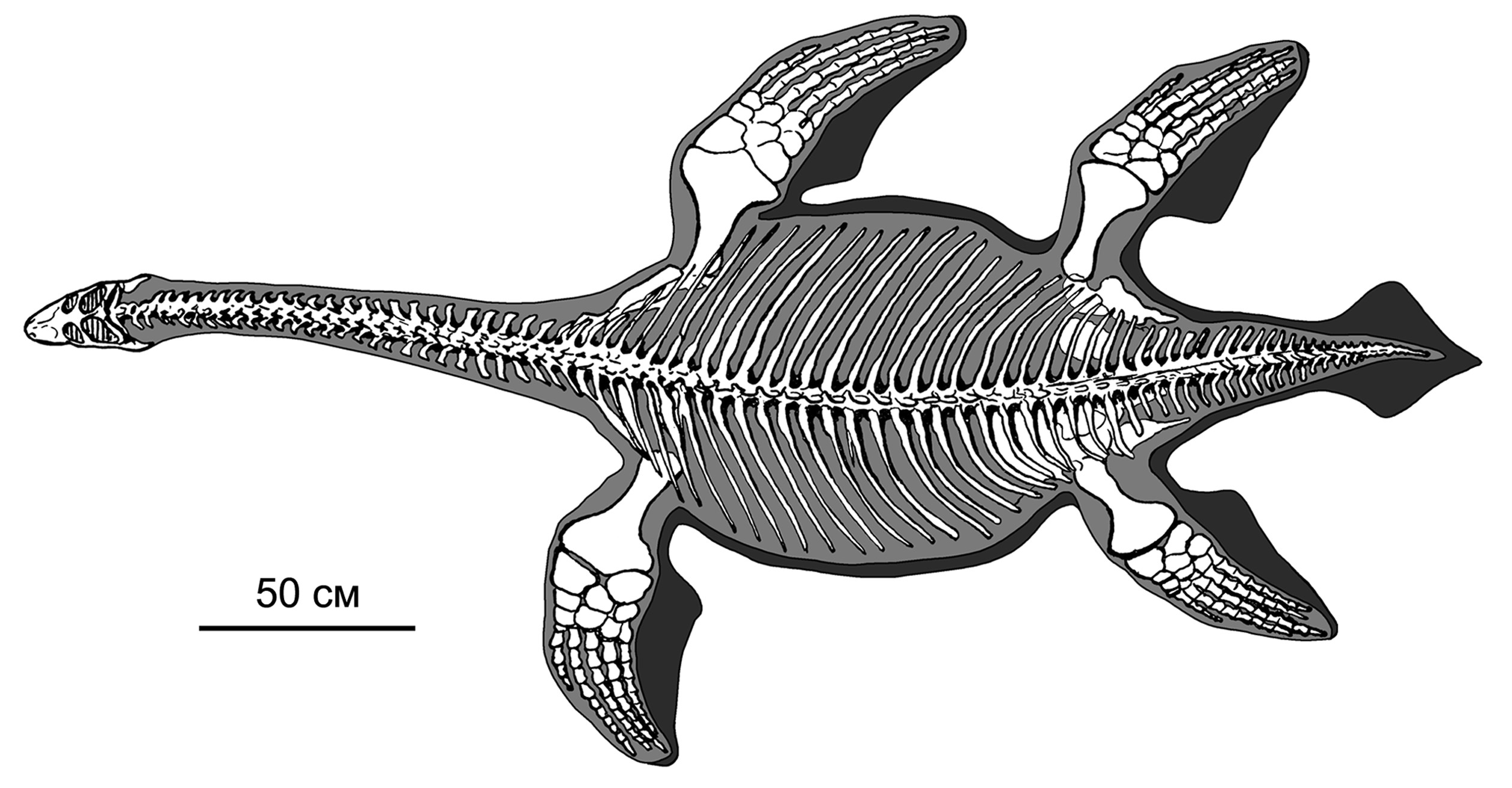 Плезиозавр скелет