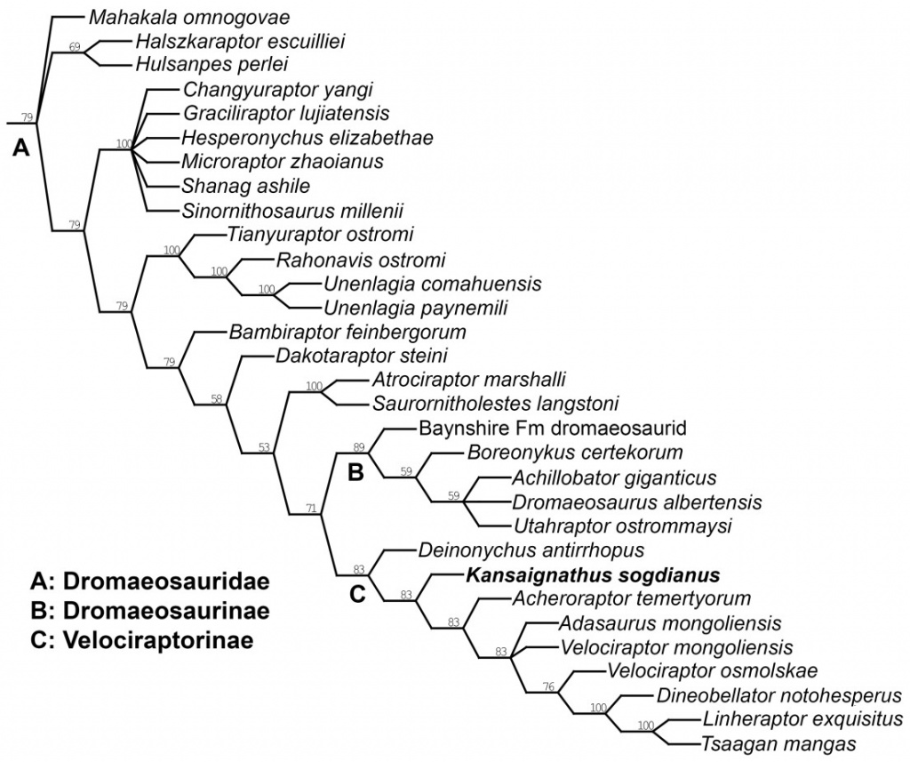 Родственные связи дромеозаврид и филогенетическое положение Kansaignathus sogdianus Averianov et Lopatin, 2021.